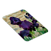 ひげを生やした虹彩 マグネット (右側)