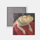 ひげドラゴンブラックとレッドスクエア マグネット (正面/裏面)