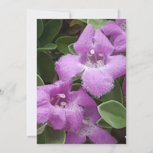 ひげパープルセージサンキューカード サンキューカード (正面)