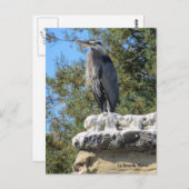 ひげヘロン ポストカード (正面/裏面)