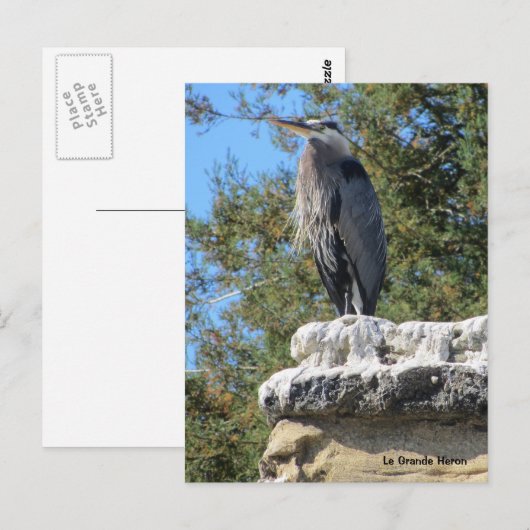 ひげヘロン ポストカード (正面/裏面)