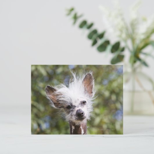 ひげ中国ののある犬(毛なし) ポストカード (スタンド正面)