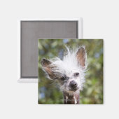 ひげ中国ののある犬（毛なし） マグネット (正面/裏面)