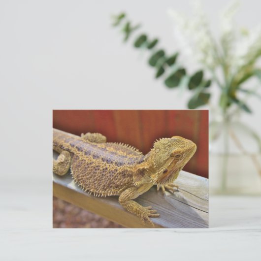 ひげ玉竜2 ポストカード (スタンド正面)