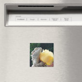 ひげ竜と黄色バラ マグネット (インサイチュ (食洗機))