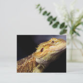 ひげ竜の頭2 ポストカード (スタンド正面)