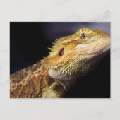 ひげ竜の頭2 ポストカード (正面)