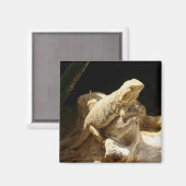 ひげ竜トカゲ マグネット (正面/裏面)