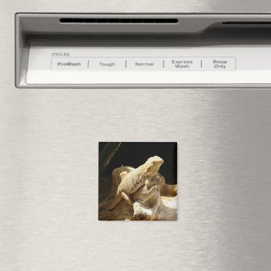 ひげ竜トカゲ マグネット (インサイチュ (食洗機))