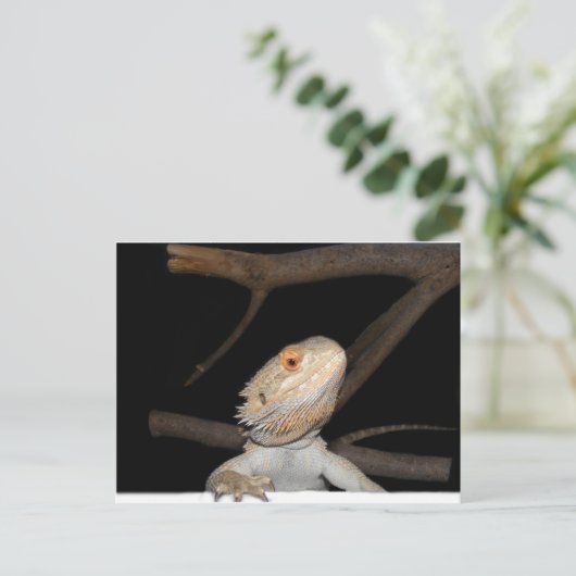 ひげ竜2 ポストカード (スタンド正面)