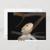 ひげ竜2 ポストカード (正面/裏面)