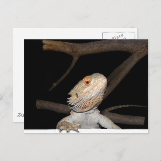 ひげ竜2 ポストカード (正面/裏面)