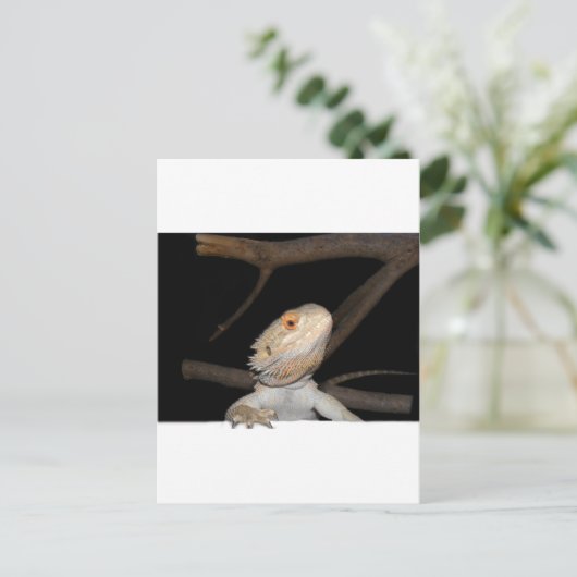 ひげ竜2 ポストカード (スタンド正面)