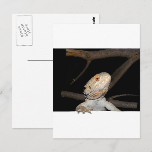 ひげ竜2 ポストカード (正面/裏面)