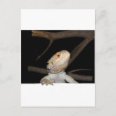 ひげ竜2 ポストカード (正面)