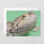 ひげ竜2 ポストカード (正面/裏面)