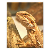 ひげ竜 フォトプリント            (正面)