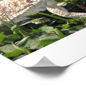 ひげ竜 ポスター (角)