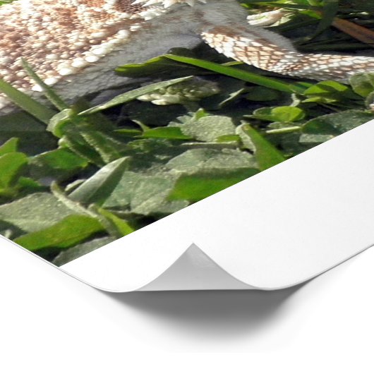 ひげ竜 ポスター (角)