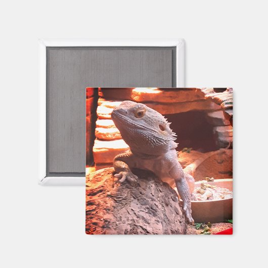 ひげ竜 マグネット (正面/裏面)