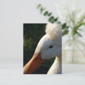 ひげ鴨 ポストカード (スタンド正面)