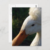 ひげ鴨 ポストカード (正面/裏面)