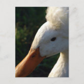 ひげ鴨 ポストカード (正面)