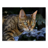 ひたすらベンガル猫 (正面横)