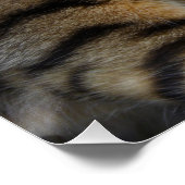 ひたすらベンガル猫 ポスター (コーナー)