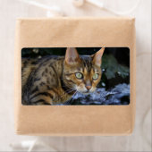 ひたすらベンガル猫 ラベル (インサイチュ)