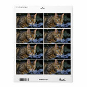 ひたすらベンガル猫 ラベル (フルシート)