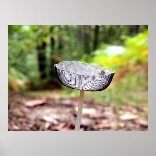 ひだ状インキャップのポスター ポスター (正面)