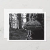 ひづめかびはがき ポストカード (正面/裏面)