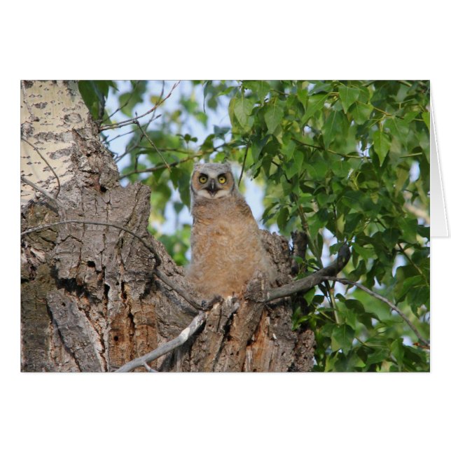 ひな鳥のアメリカワシミミズク (正面横)
