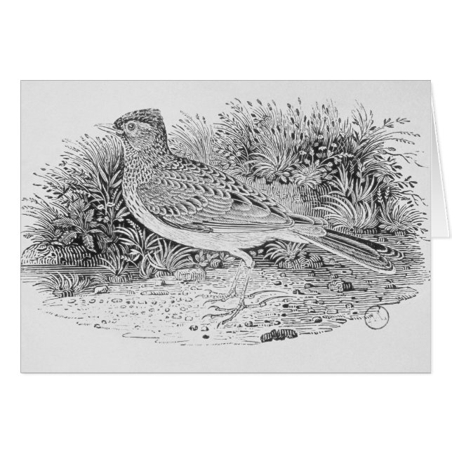 ひばり (正面横)