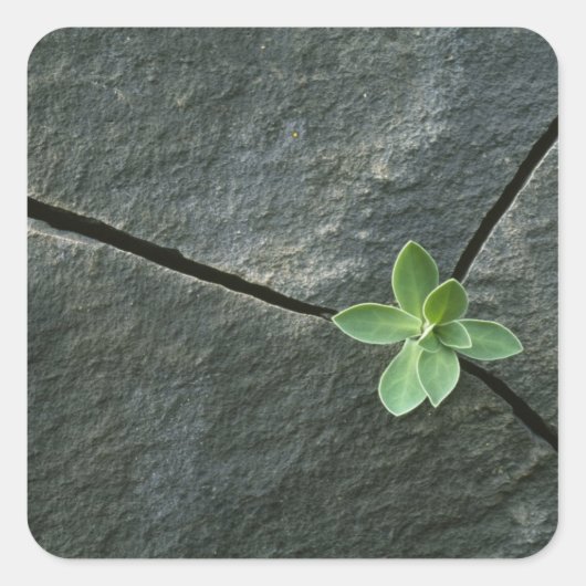 ひびの入った大きい石 スクエアシール (正面)