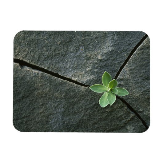 ひびの入った大きい石 マグネット (横)