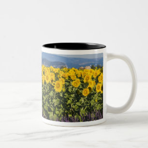ひまわりとラベンダーの花畑、 ツートーンマグカップ