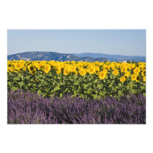 ひまわりとラベンダーの花畑、 フォトプリント           