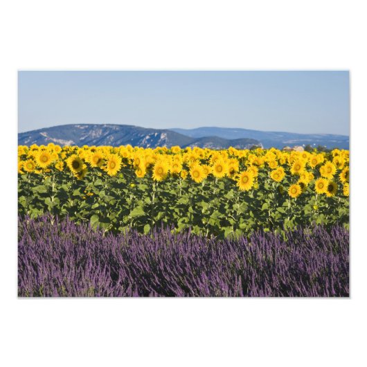 ひまわりとラベンダーの花畑、 フォトプリント            (正面)