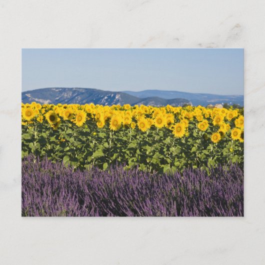 ひまわりとラベンダーの花畑、 ポストカード (正面)