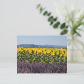 ひまわりとラベンダーの花畑、 ポストカード (スタンド正面)