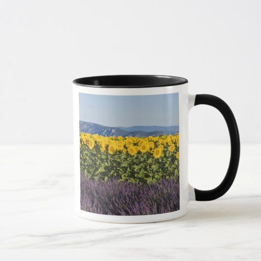 ひまわりとラベンダーの花畑、 マグカップ (右)