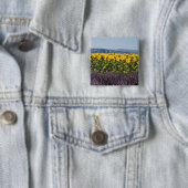 ひまわりとラベンダーの花畑、 缶バッジ (インサイチュ)