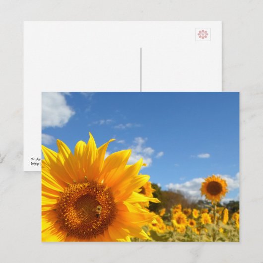 ひまわりと太陽 ポストカード (正面/裏面)