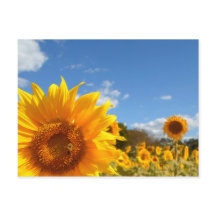 ひまわりと太陽