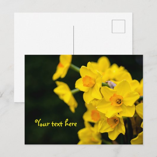 ひまわりのはがき ポストカード (正面/裏面)