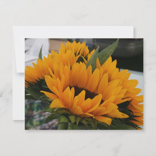 ひまわりのように見える (正面)