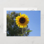 ひまわりのポストカード ポストカード (正面/裏面)