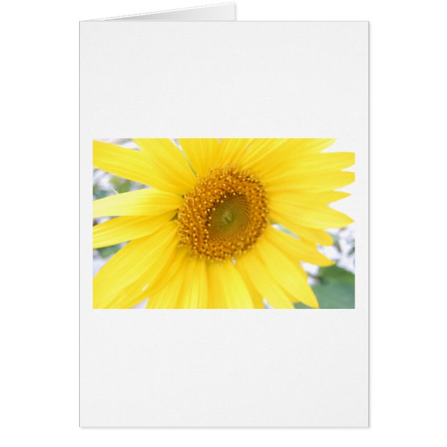 ひまわりのポートレート (正面)